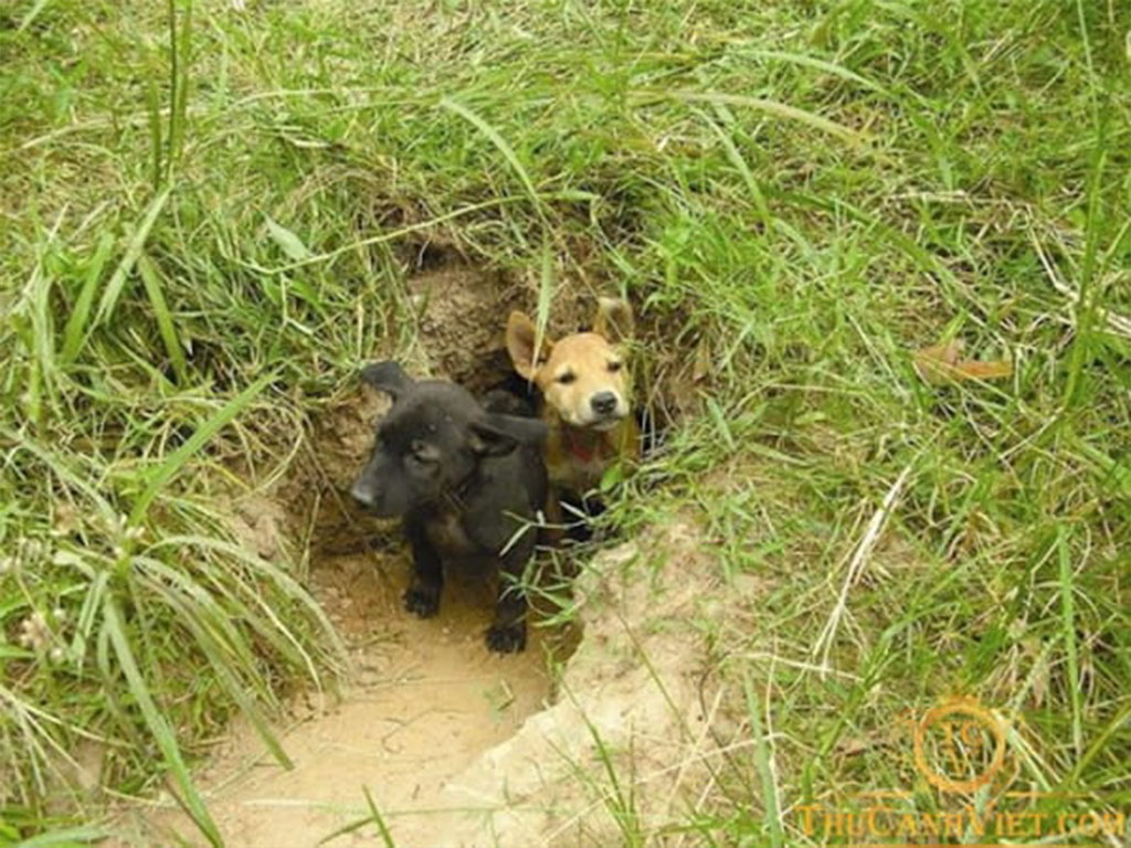 Chó Phú Quốc Giống Chó Nổi Tiếng Thông Minh Của Việt Nam